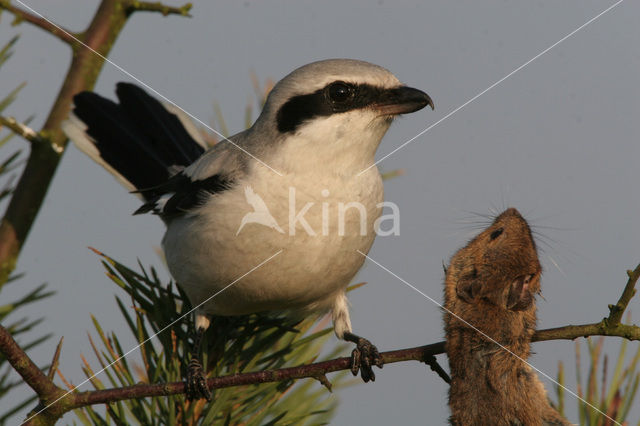 Klapekster (Lanius excubitor)