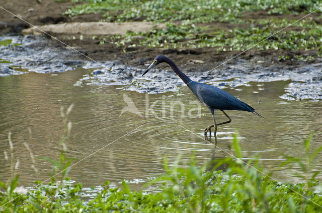 Kleine blauwe reiger (Egretta caerulea)