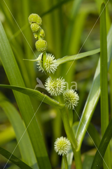 Kleine egelskop (Sparganium emersum)