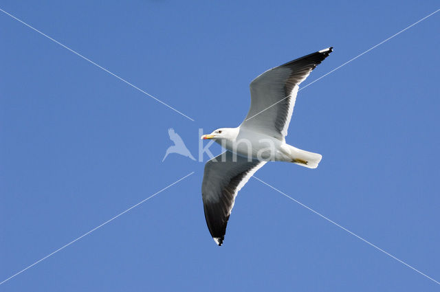 Kleine Mantelmeeuw (Larus fuscus)