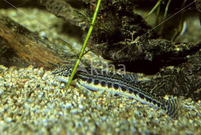 Spined Loach (Cobitis taenia)