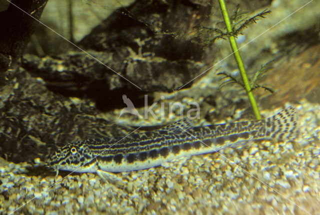 Spined Loach (Cobitis taenia)