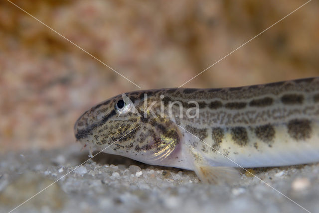 Kleine modderkruiper (Cobitis taenia)