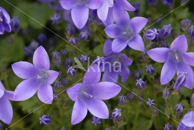 Klokje (Campanula spec.)