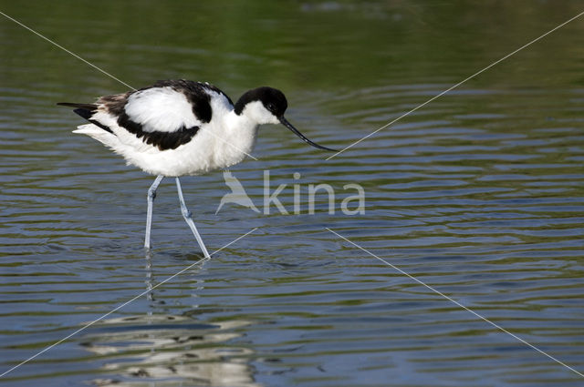 Pied Avocet (Recurvirostra avosetta)