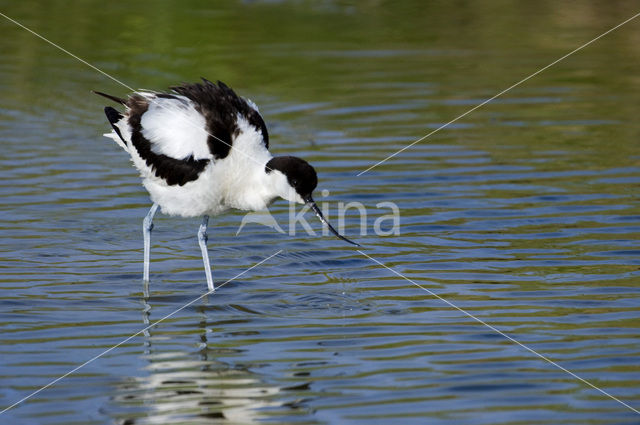 Pied Avocet (Recurvirostra avosetta)