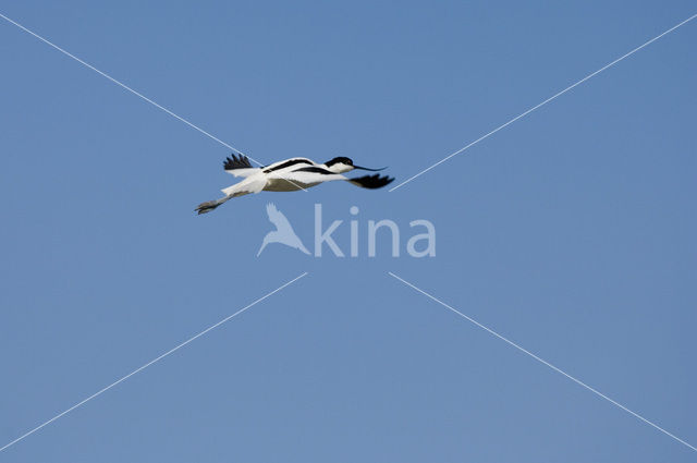 Pied Avocet (Recurvirostra avosetta)