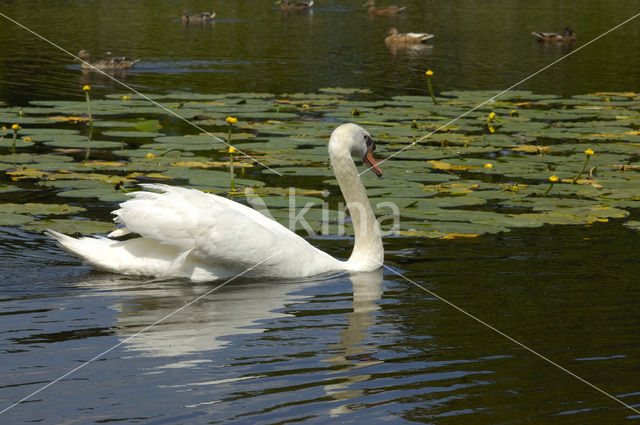 Knobbelzwaan (Cygnus olor)