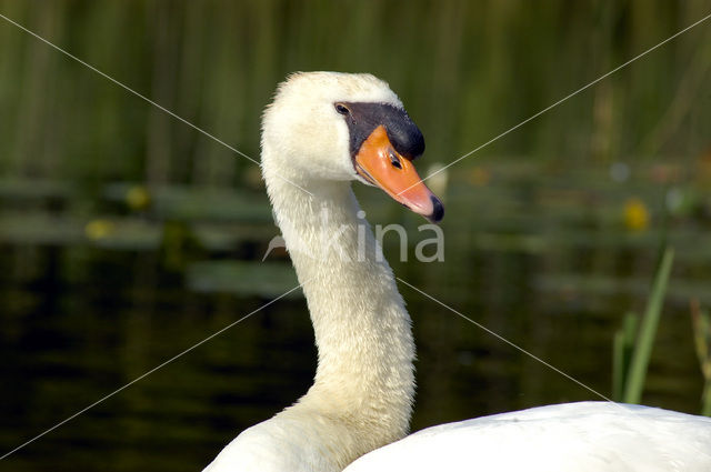 Knobbelzwaan (Cygnus olor)