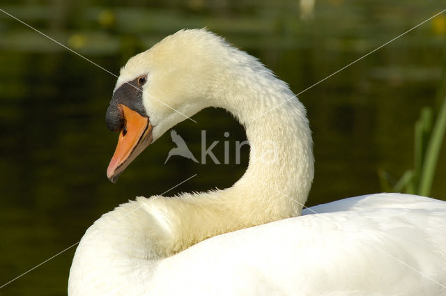 Knobbelzwaan (Cygnus olor)