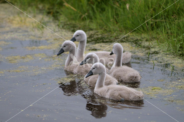 Knobbelzwaan (Cygnus olor)