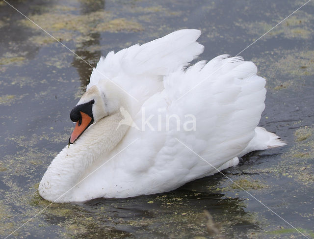 Knobbelzwaan (Cygnus olor)