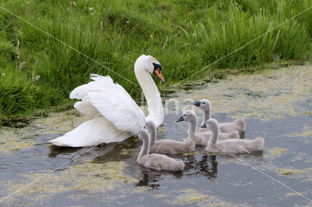 Knobbelzwaan (Cygnus olor)