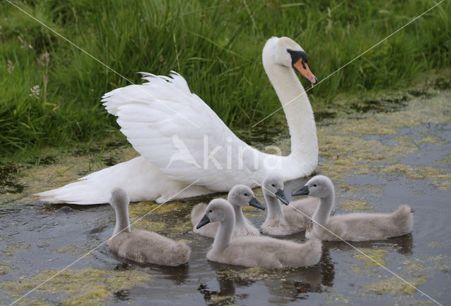 Knobbelzwaan (Cygnus olor)