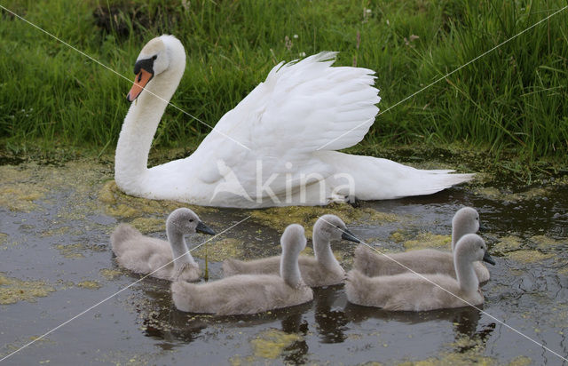 Knobbelzwaan (Cygnus olor)