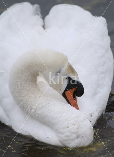 Knobbelzwaan (Cygnus olor)