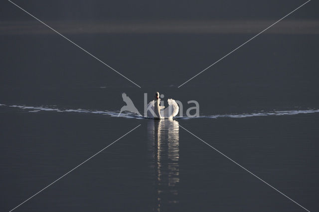 Mute Swan (Cygnus olor)