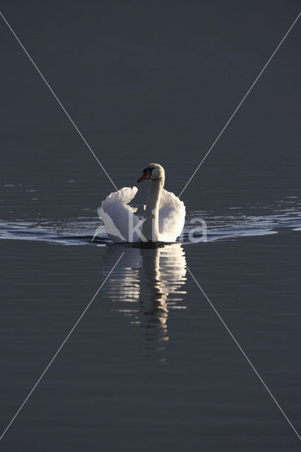 Knobbelzwaan (Cygnus olor)