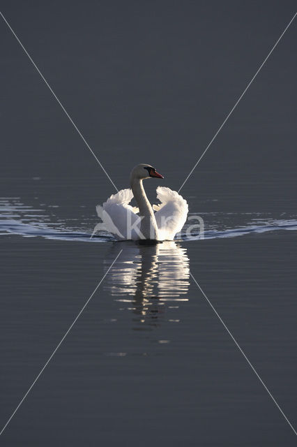 Knobbelzwaan (Cygnus olor)