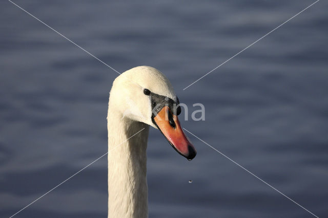 Knobbelzwaan (Cygnus olor)