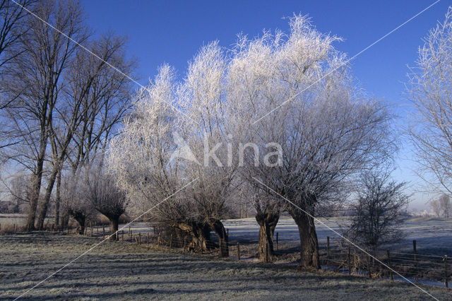 Knotwilg (Salix alba)