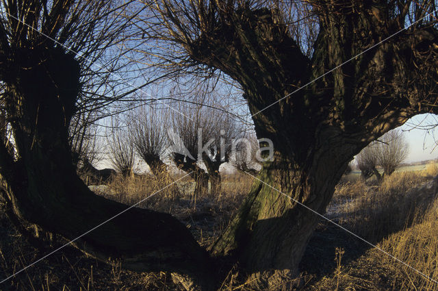 Knotwilg (Salix alba)