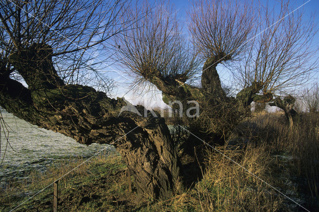 Knotwilg (Salix alba)