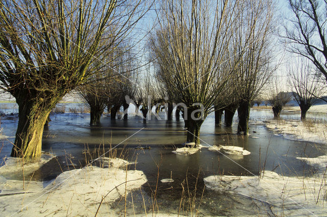 Knotwilg (Salix alba)