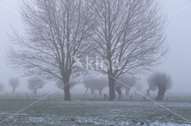 Knotwilg (Salix alba)