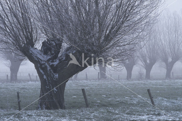 Knotwilg (Salix alba)