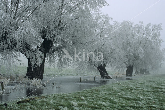 Knotwilg (Salix alba)