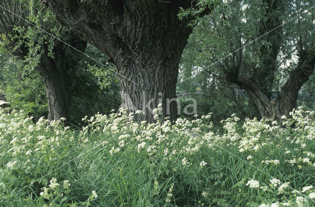 Knotwilg (Salix alba)