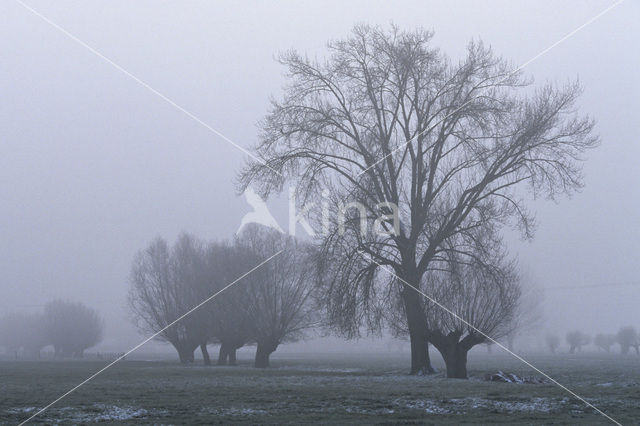 Knotwilg (Salix alba)