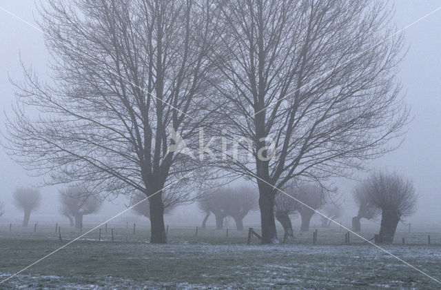 Knotwilg (Salix alba)