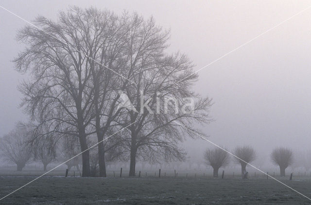 Knotwilg (Salix alba)