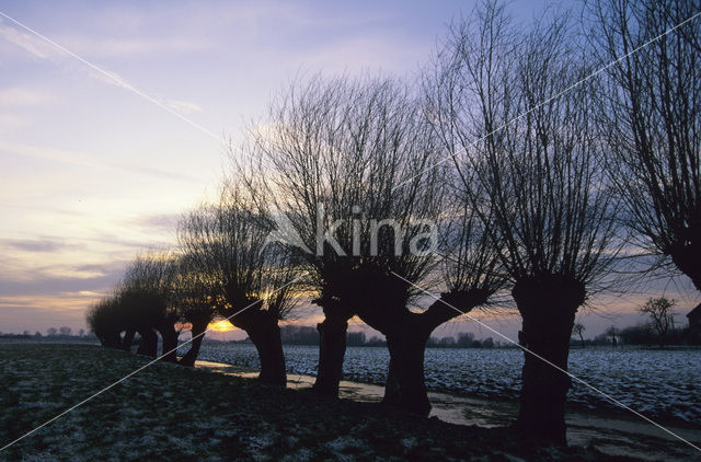 Knotwilg (Salix alba)