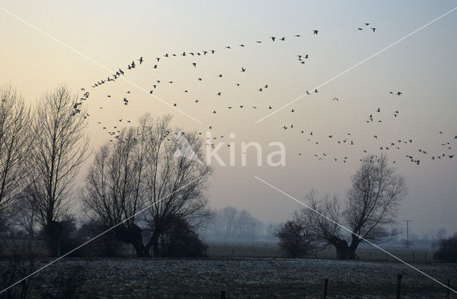 Knotwilg (Salix alba)