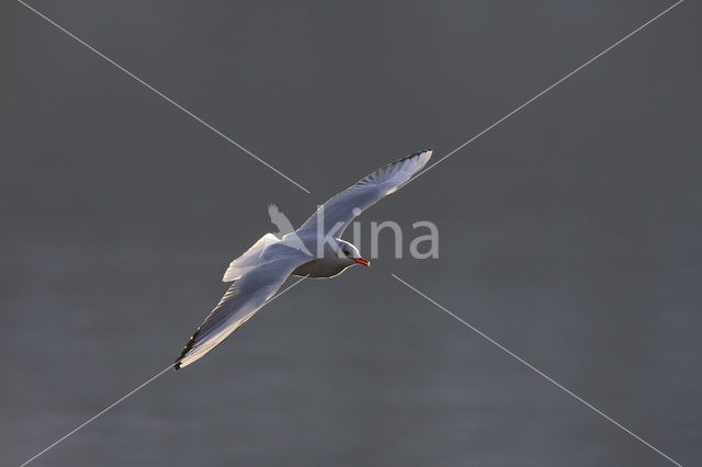 Black-headed Gull (Larus ridibundus)