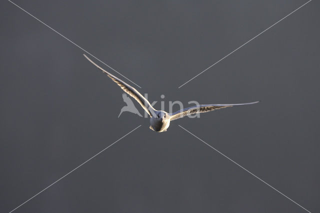 Black-headed Gull (Larus ridibundus)