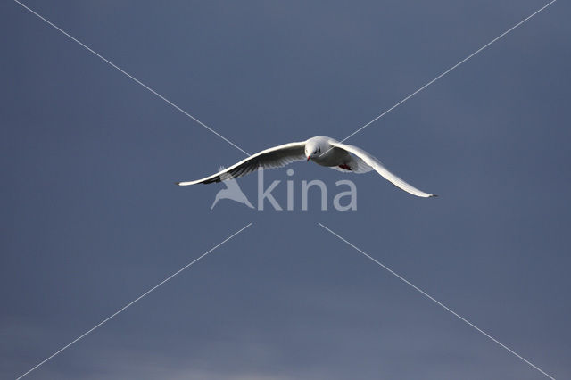 Black-headed Gull (Larus ridibundus)