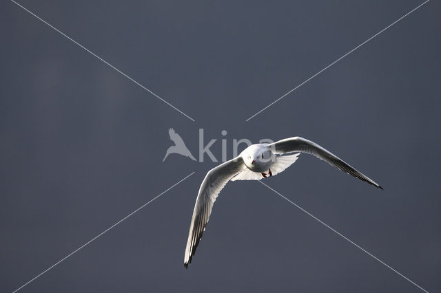 Black-headed Gull (Larus ridibundus)