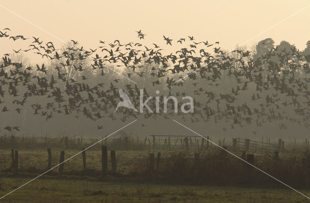 White-fronted goose (Anser albifrons)