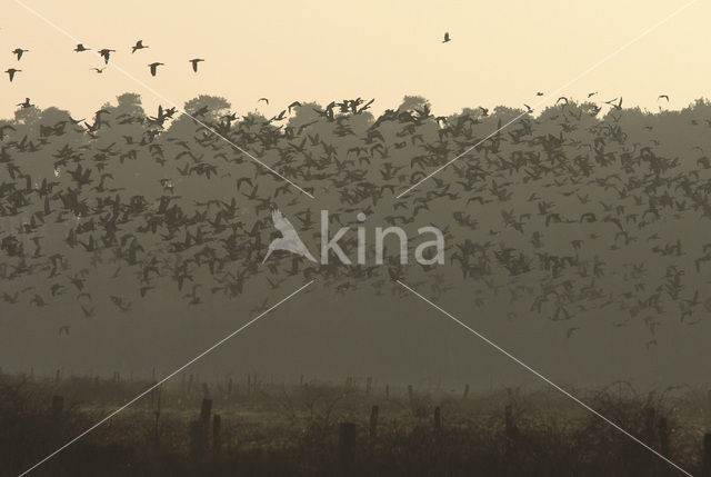 White-fronted goose (Anser albifrons)