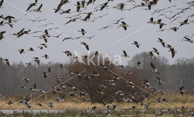 White-fronted goose (Anser albifrons)