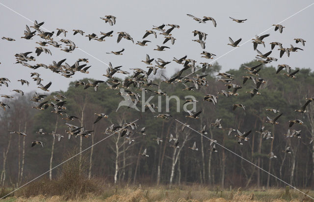 White-fronted goose (Anser albifrons)