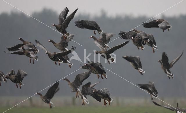 White-fronted goose (Anser albifrons)