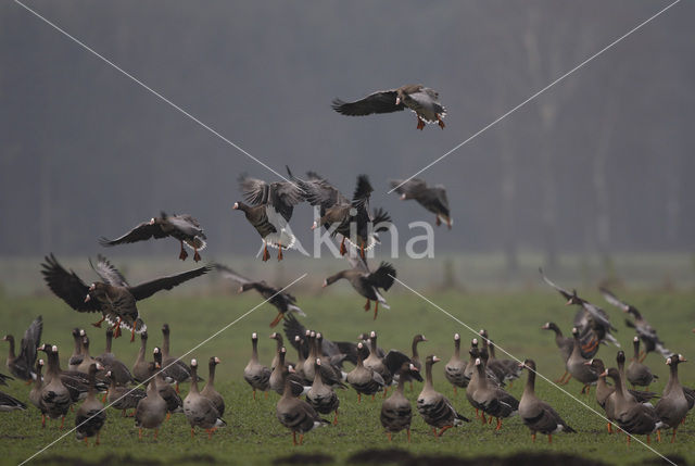 White-fronted goose (Anser albifrons)