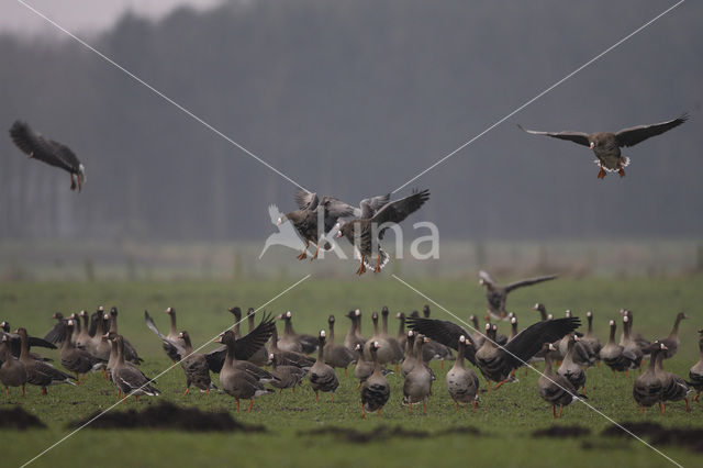 White-fronted goose (Anser albifrons)