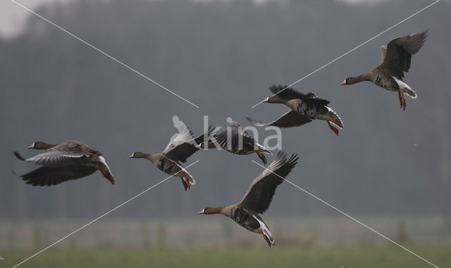 White-fronted goose (Anser albifrons)