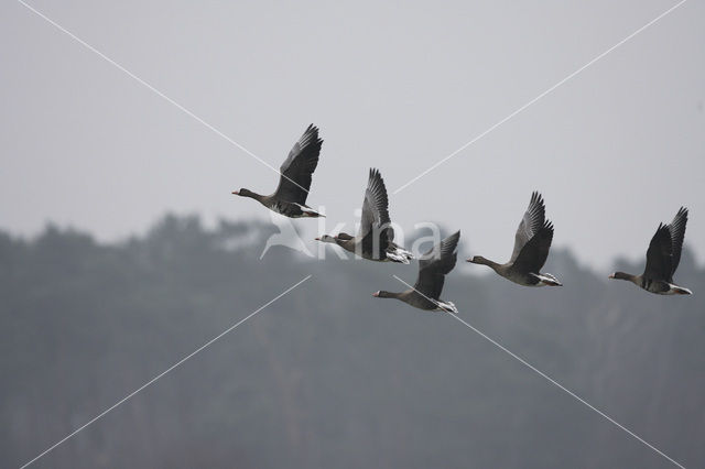 White-fronted goose (Anser albifrons)